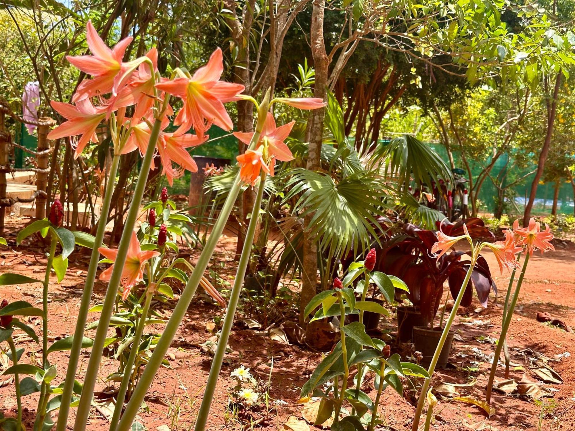 Lotus Garden Guest House Auroville Exterior photo